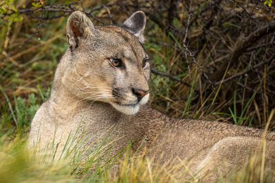 Close-up of lioness