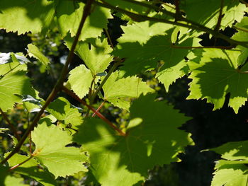 Close-up of fresh green plant