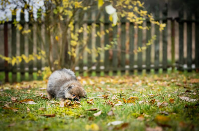 View of dog on field