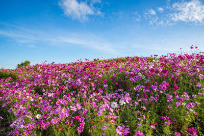 Pink flowering plants on field against blue sky