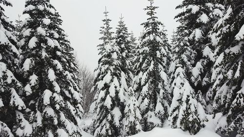 Low angle view of trees against sky during winter