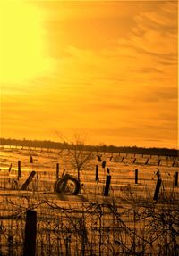 Silhouette trees on field against sky during sunset