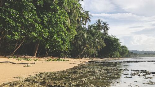 Trees on beach against sky