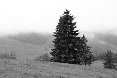 Pine trees on field during winter against sky