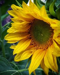 Close-up of yellow flowering plant