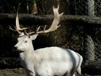 animal