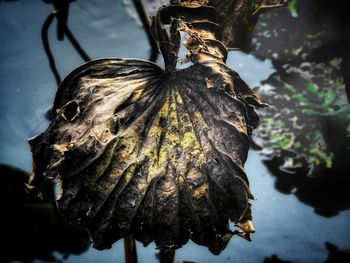 High angle view of dry leaf hanging on plant