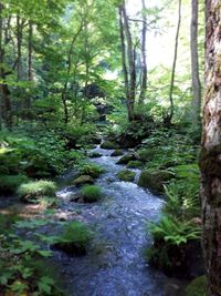 Stream flowing amidst trees in forest