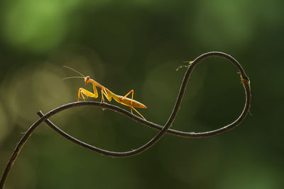 Brown mantis on unique branch