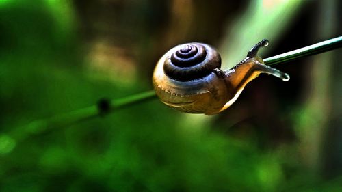 Close-up of snail