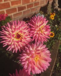 Close-up of pink flowers blooming outdoors