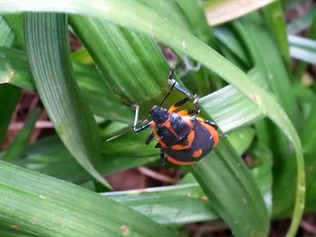 Close-up of insect on leaf