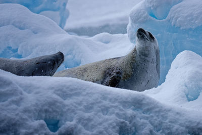 Crabeater seal - lobodon carcinophaga - on an ice floe near brabant island antarctica