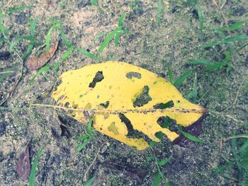 High angle view of yellow leaf on rock