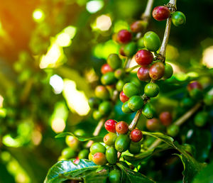 Close-up of berries on tree