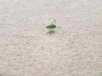 Close-up of insect on leaf