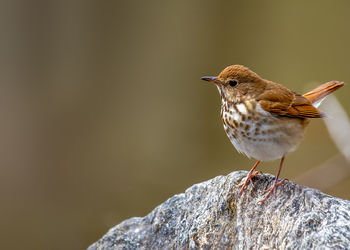 Close-up of bird perching on rock