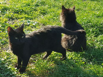 Cat looking away on field