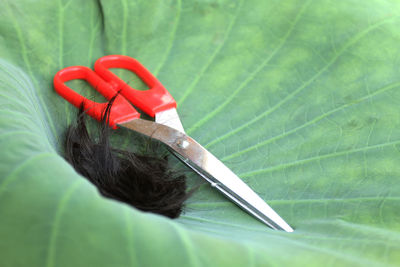 High angle view of person holding umbrella