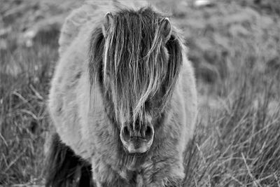 Close-up of shetland pony on field