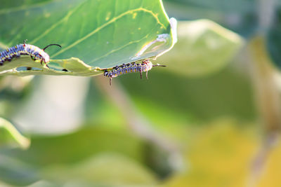 Close-up of insect on leaf