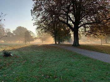 Trees on field against sky during foggy weather