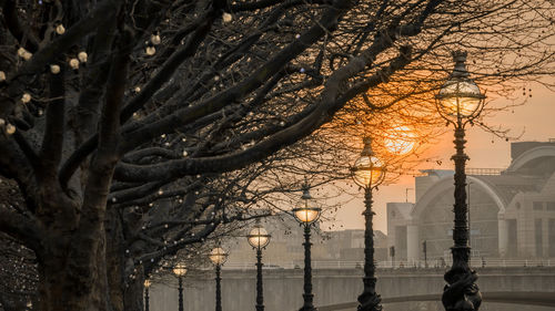 Bare trees in the park