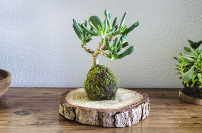 Close-up of potted plant on table against wall