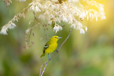 Close-up of bird perching on yellow flower