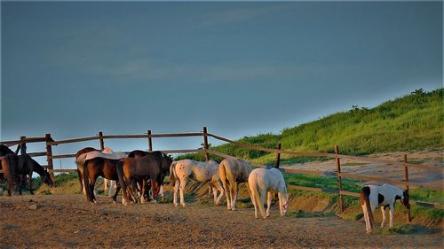 Horses on landscape against sky