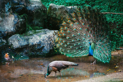 View of peacock on rock