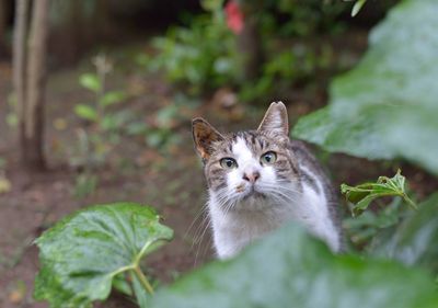 Close-up of cat sitting outdoors