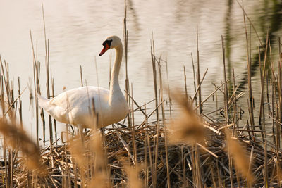 Side view of swan perching by plants on lakeshore