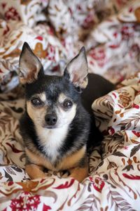 Close-up portrait of a dog on bed