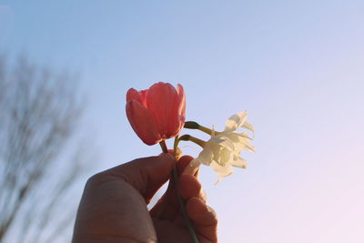 Close-up of hand holding red flowering plant