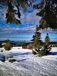 Trees on snow covered field against sky