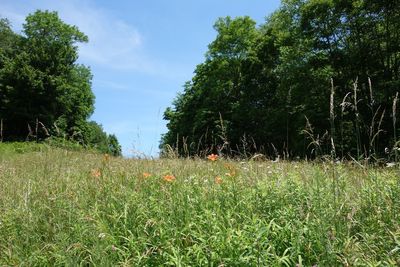 Scenic view of grassy field against sky