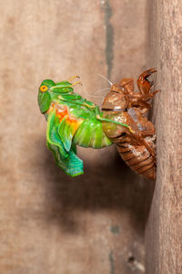 Close-up of insect on leaf