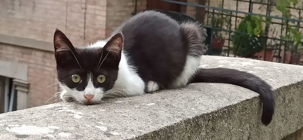 Portrait of cat relaxing outdoors