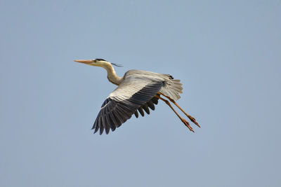 Low angle view of a bird flying