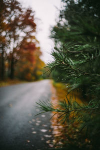 Winding country road in autumn, leaves leaf fall colors moody upstate spooky halloween haunted roads