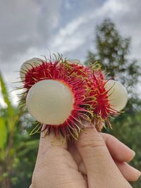 Close-up of hand holding red flower