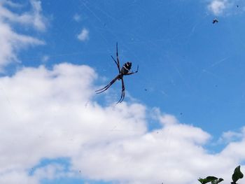 Low angle view of spider on web against sky