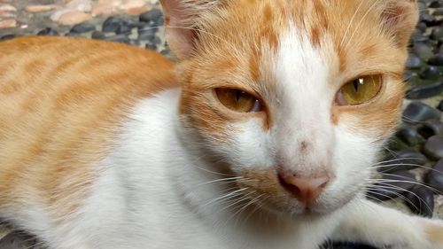 Close-up portrait of cat