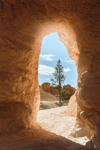 Rock arch with a skinny pine tree through the window in bryce canyon national park