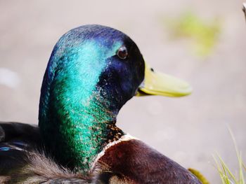 Close-up of mallard duck