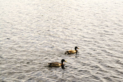 High angle view of ducks swimming in lake