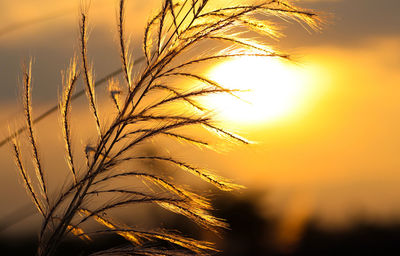 Close-up of stalks against sunset