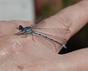 Close-up of dragonfly on hand