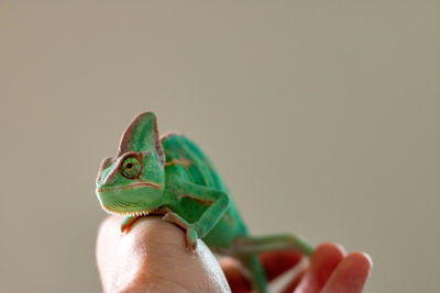 Close-up of a hand holding lizard